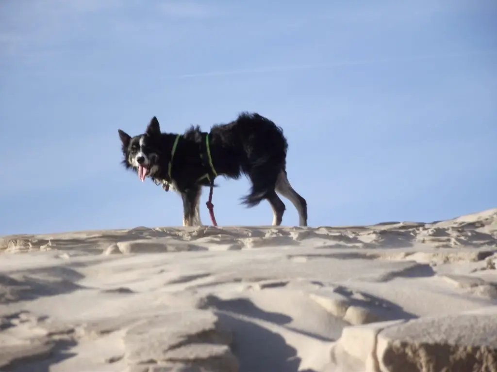 Ben auf der Sanddüne