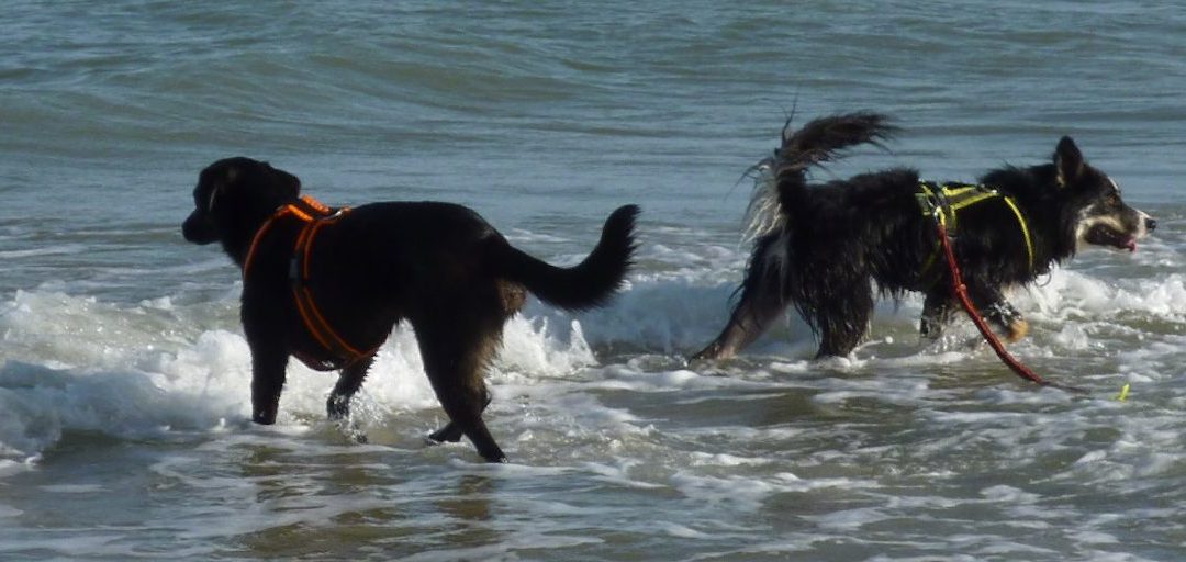 GPS-Tracker Für Hunde
