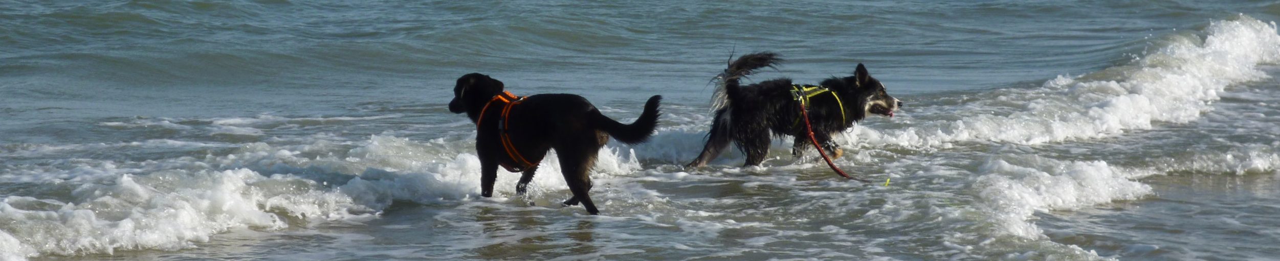 GPS-Tracker Für Hunde