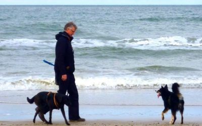 11 Jahre Urlaub in Dänemark mit Hund – Ein Erfahrungsbericht