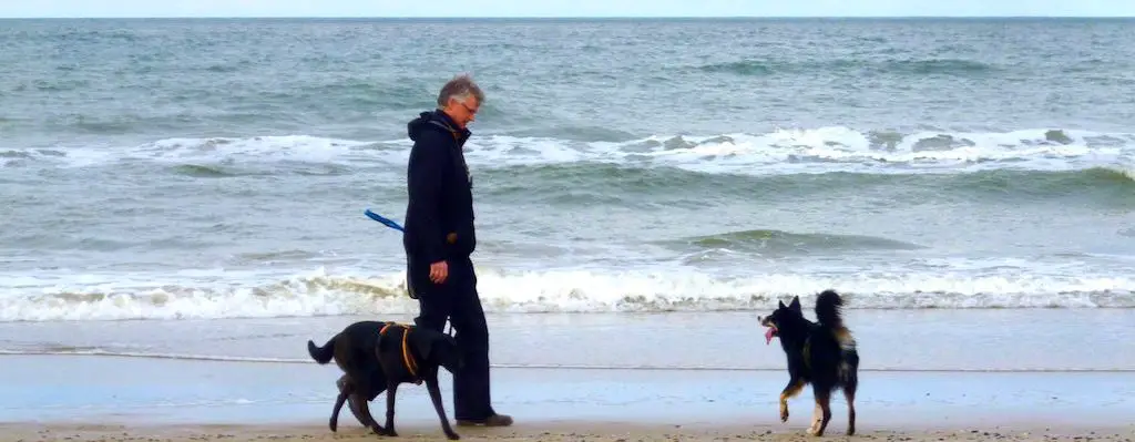 11 Jahre Urlaub in Dänemark mit Hund – Ein Erfahrungsbericht