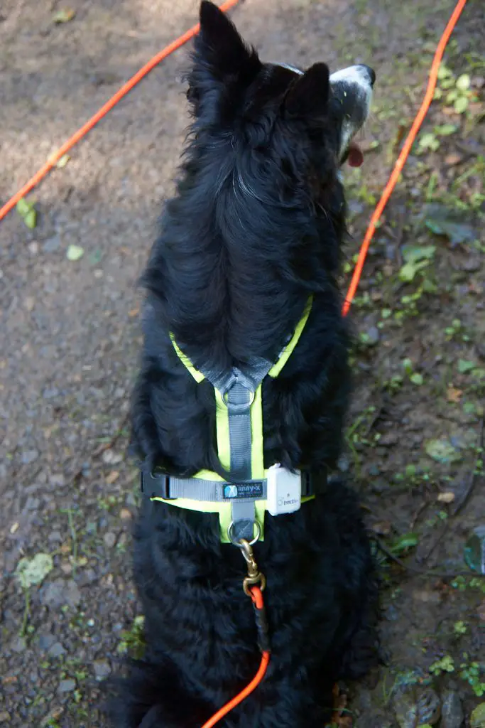 GPS Tracker für Hunde