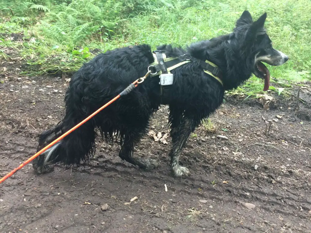 GPS-Tracker für Hunde