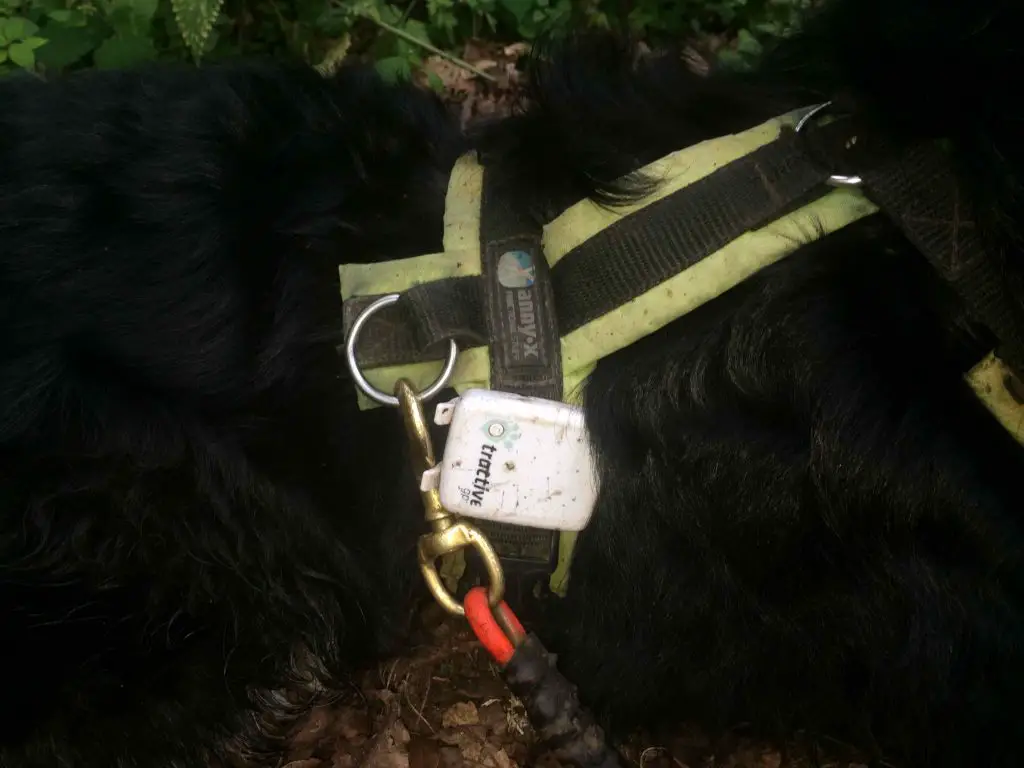 GPS Tracker für den Hund