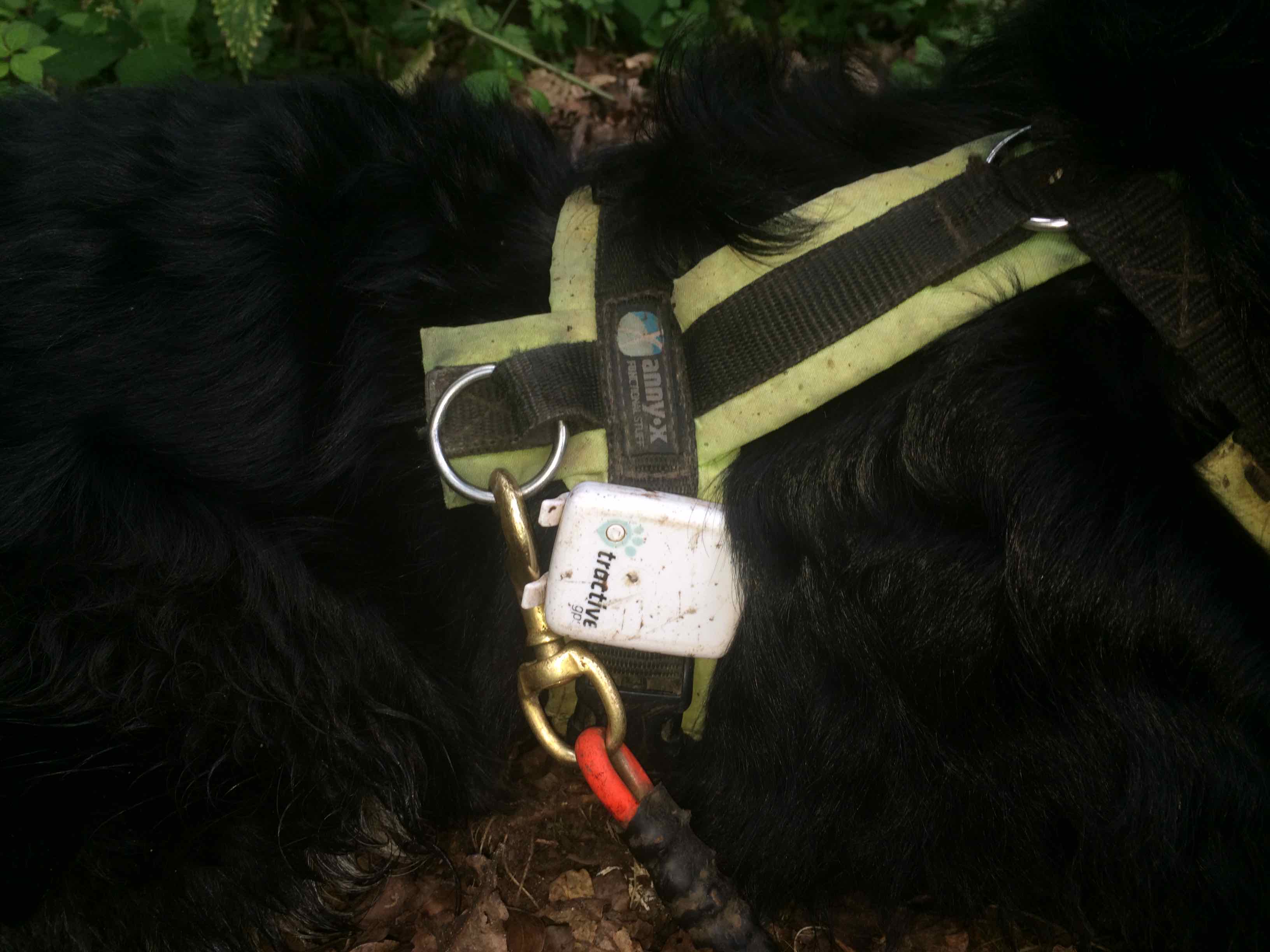 GPS-Tracker am Hundegeschirr