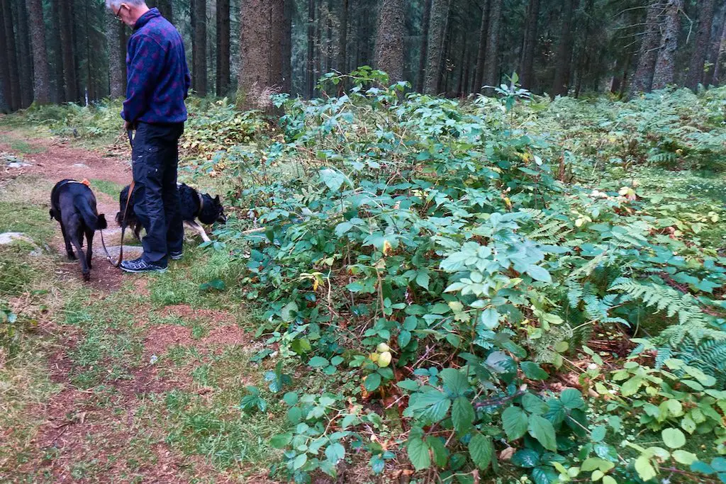 Hunde im Schwarzwald