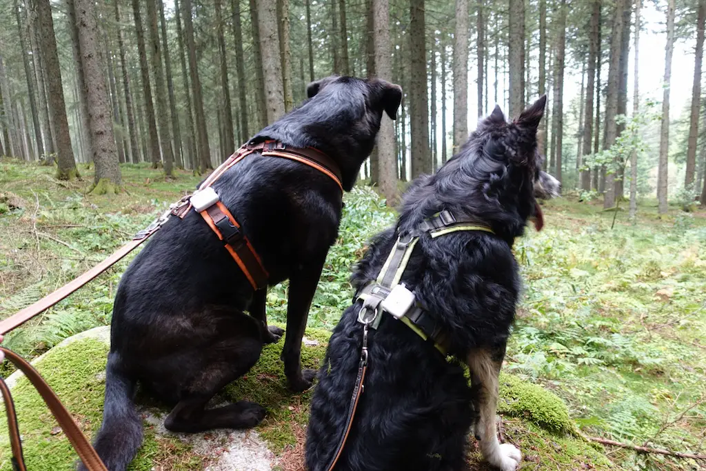 Schwarzwald mit Hunden