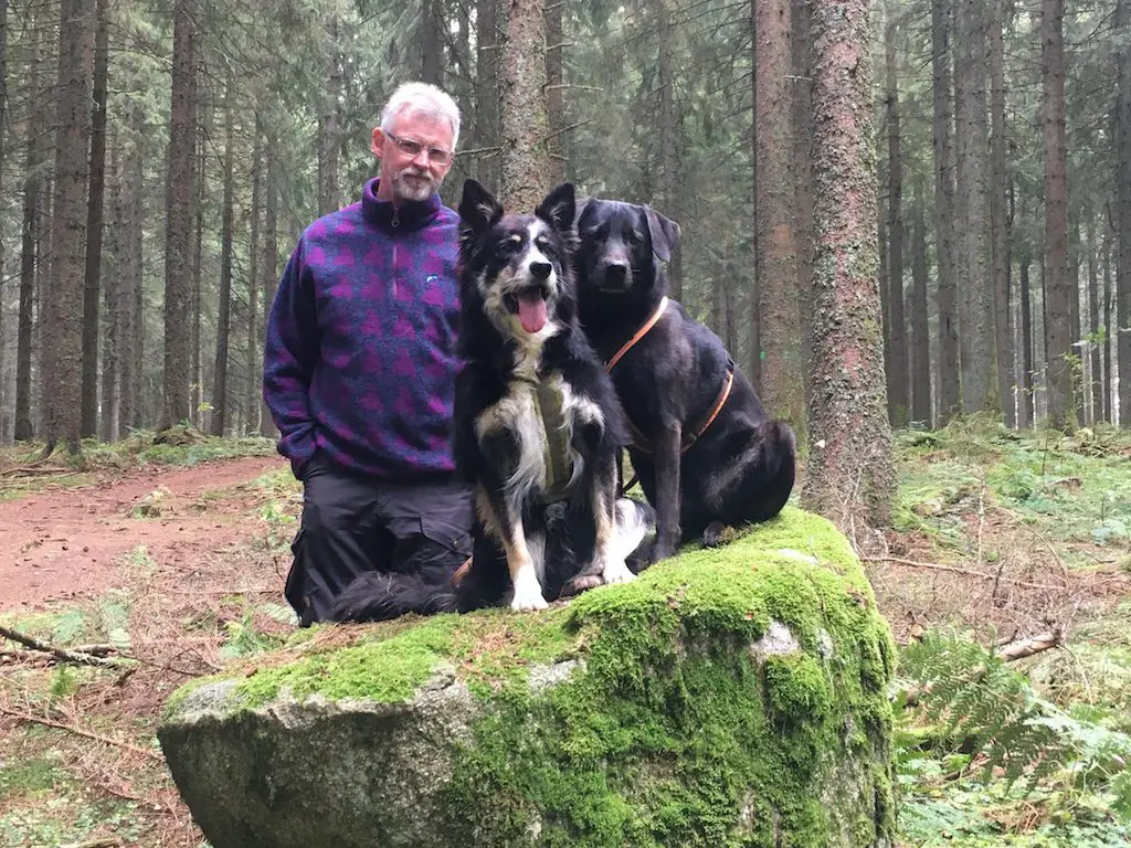 Hunde Spaziergang im Schwarzwald