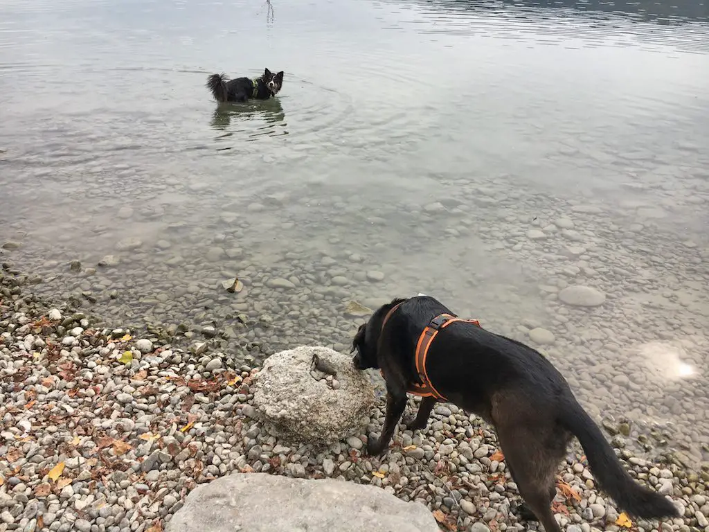 Unsere Hunde im Bodensee