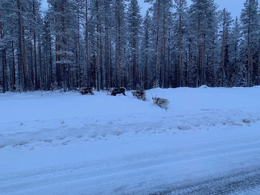 Rentiere Schweden