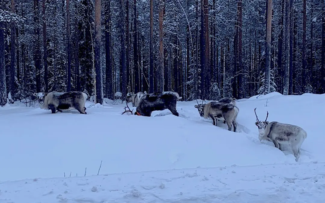Winter in Schweden – 3 Stationen bis Finnland