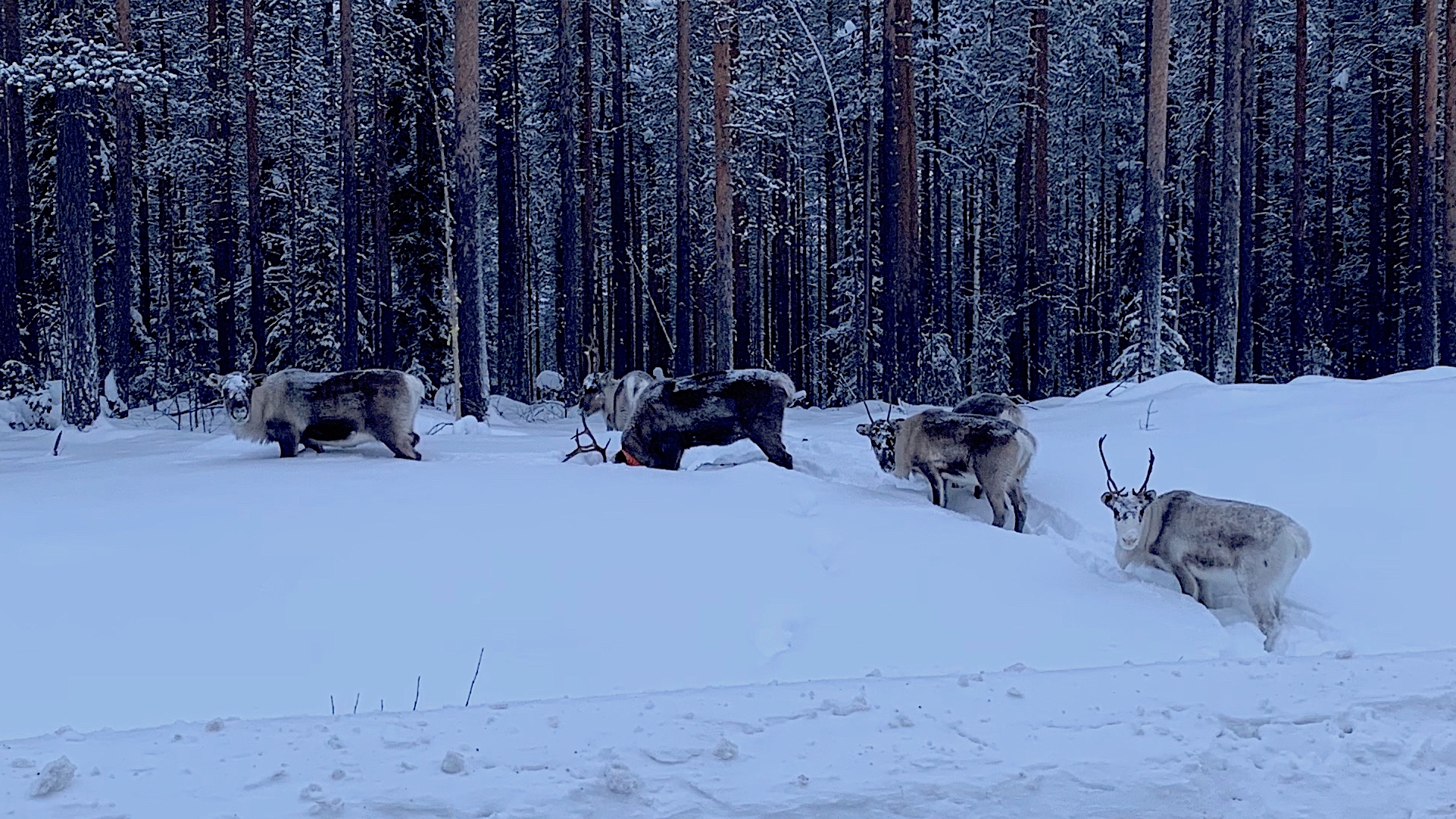 Winter in Schweden – 3 Stationen bis Finnland