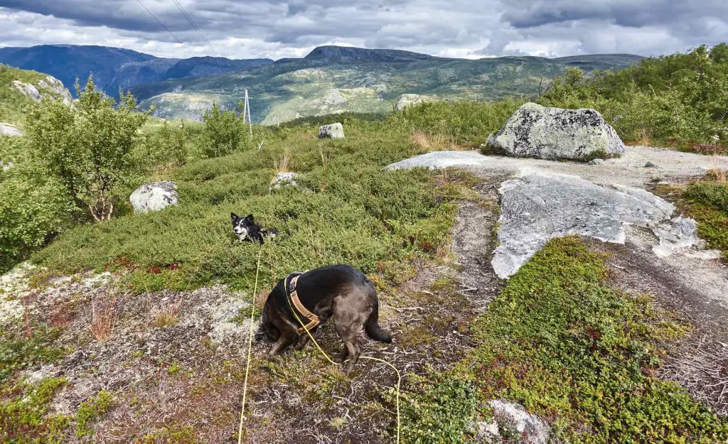 Aussicht über die Hardangervidda in Südnorwegen