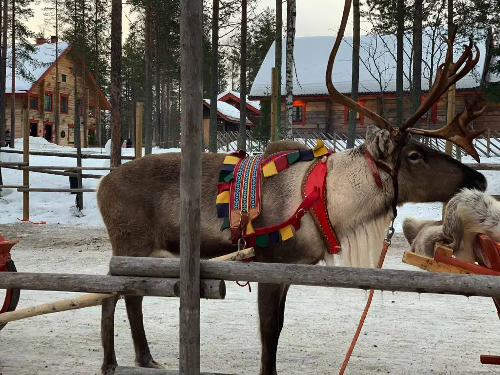 Rentier im Weihnachtsmanndorf