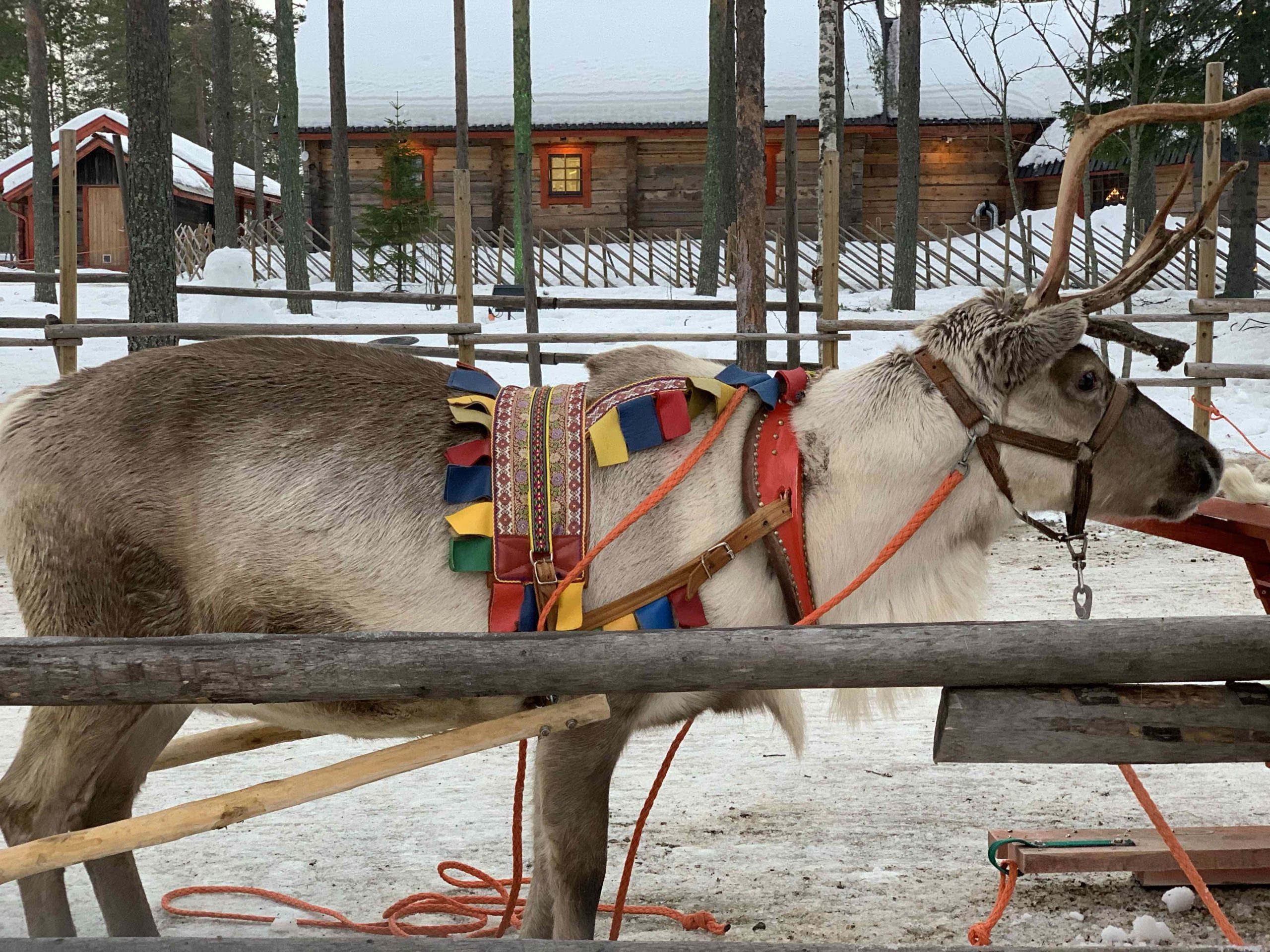 Rentier in Rovaniemi