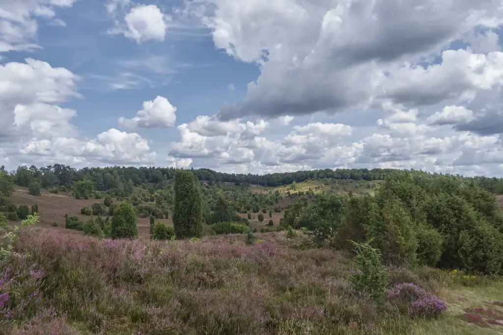 Ausblick auf den Totengrund Lüneburger Heide