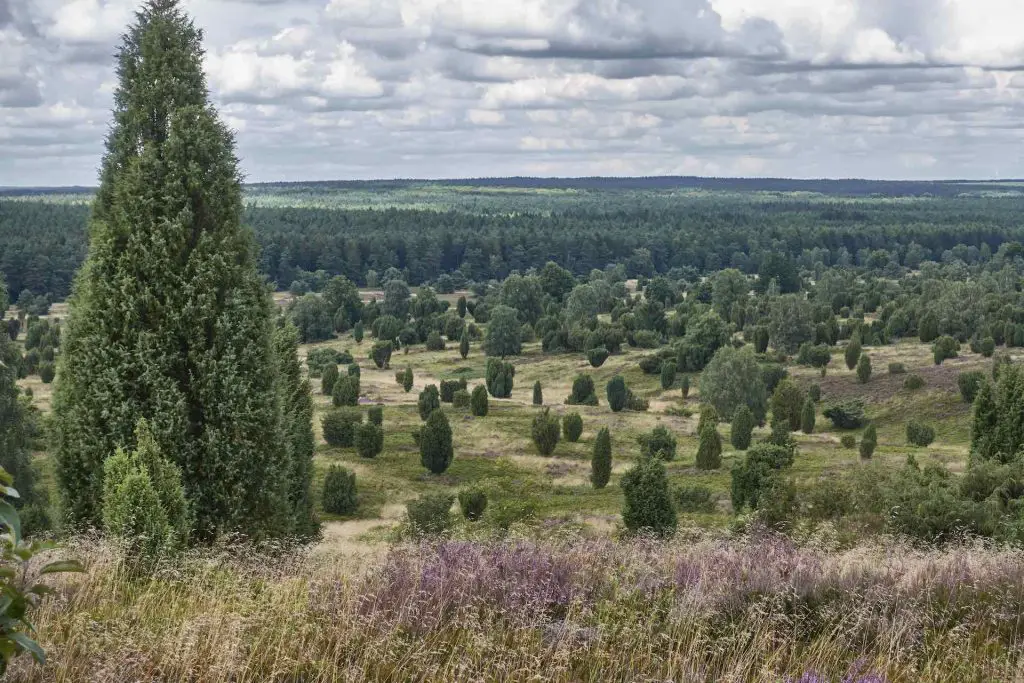 Aussicht vom Wilseder Berg aus