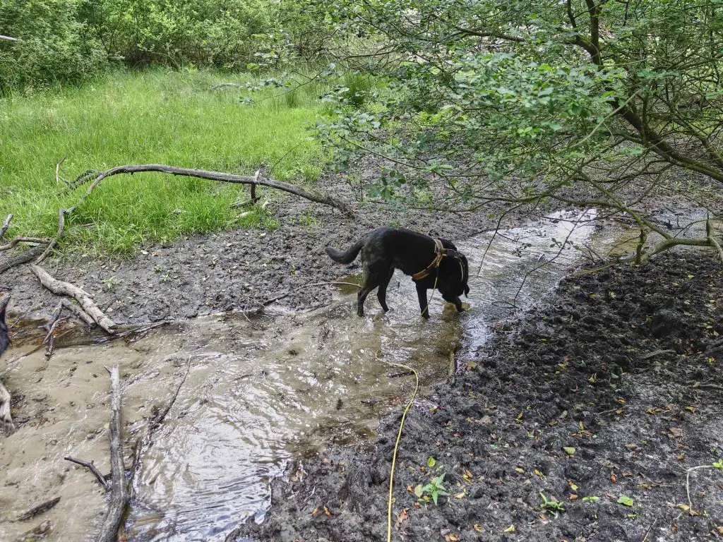 Bea in der Haverbeeke