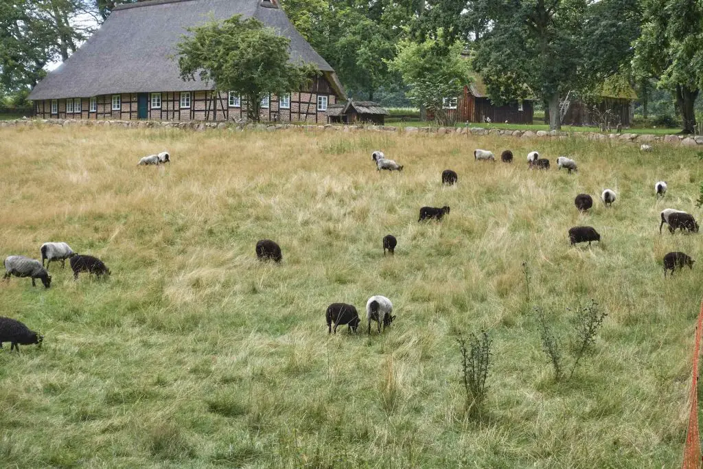 Heidschnucken in der Lüneburger Heide