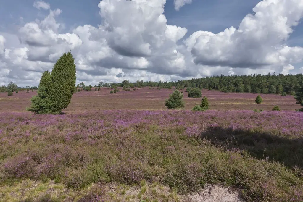 Heide Bei Oberhaverbeck