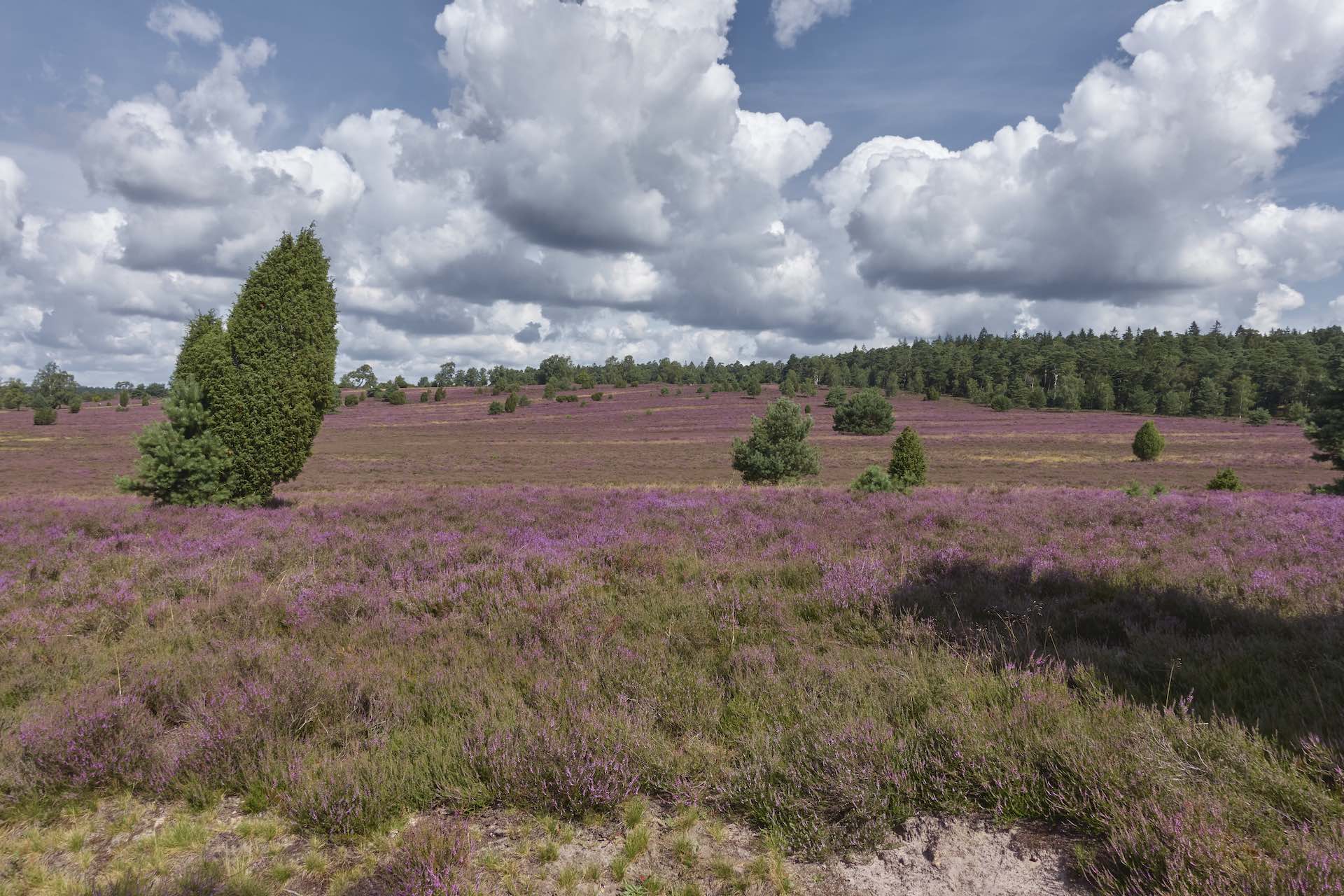 Wilseder Berg Rundwanderweg in der Lüneburger Heide