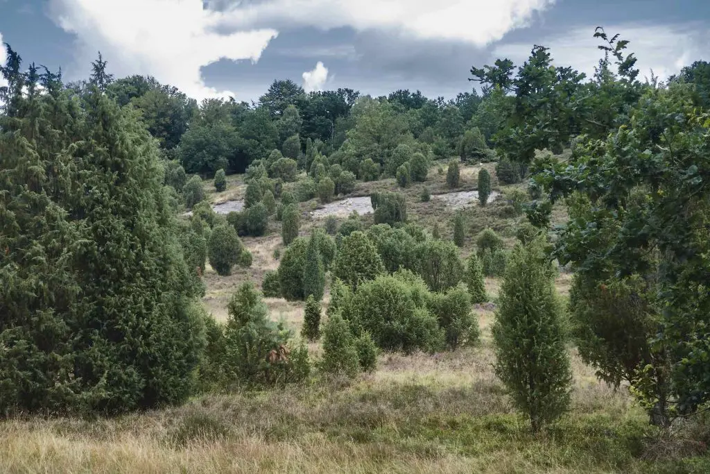 Steingrund in der Lüneburger Heide