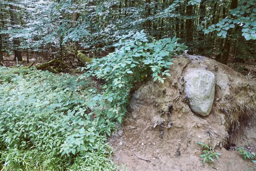 Entwurzelter Baum in der Lüneburger Heide