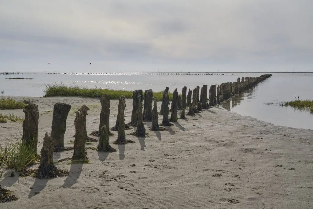 Buhnen im Watt von Mandø