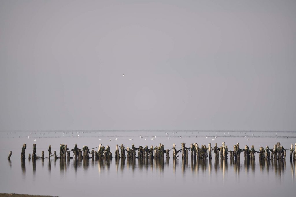 Buhnen auf dem Weg nach Mandø