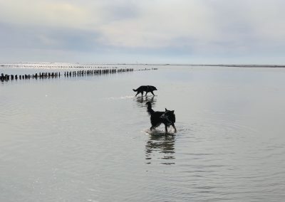 Hunde im Meer bei Mandø