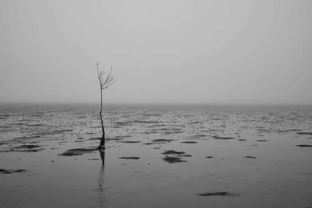 Baum im Nebel