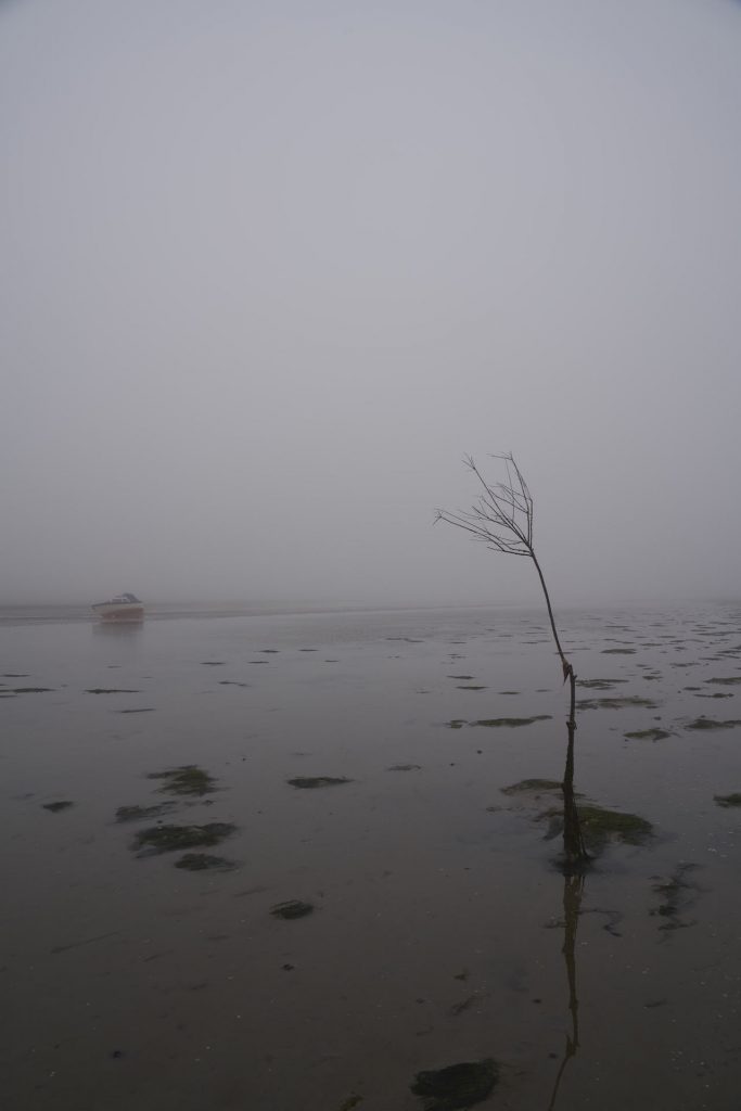 Baum und Boot im Watt von Mandø