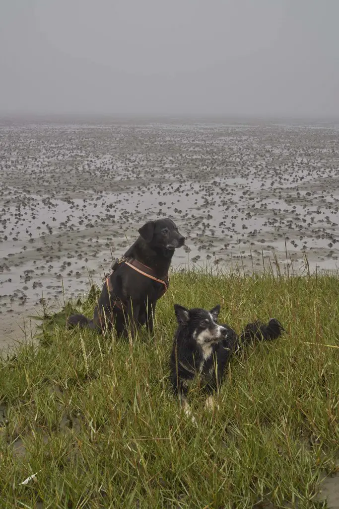 Hunde im Watt