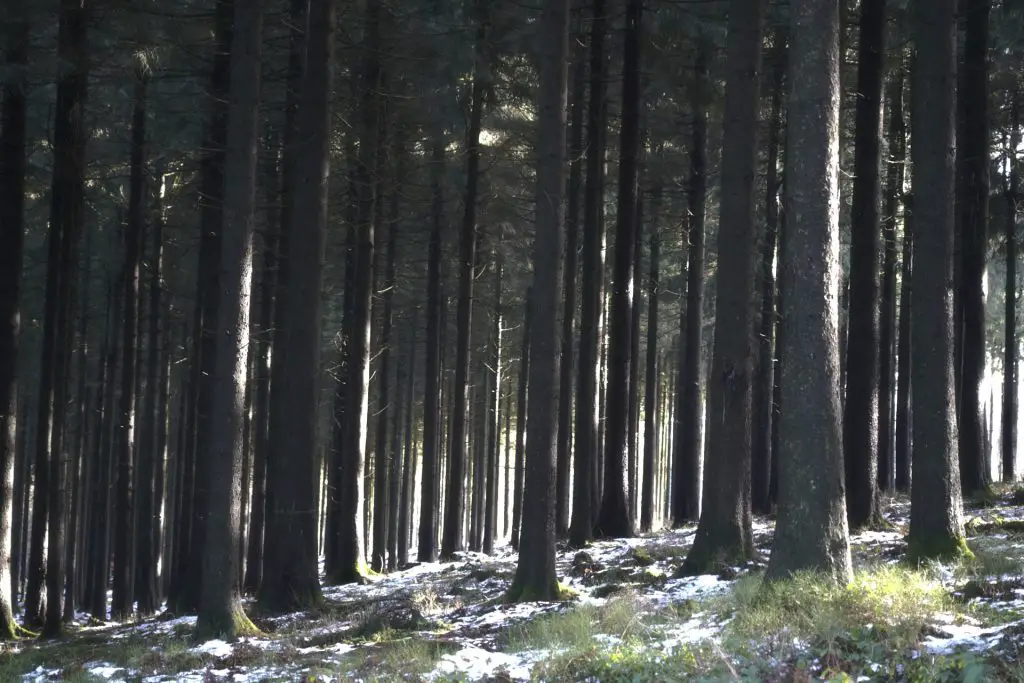 Nadelwald im Süntel