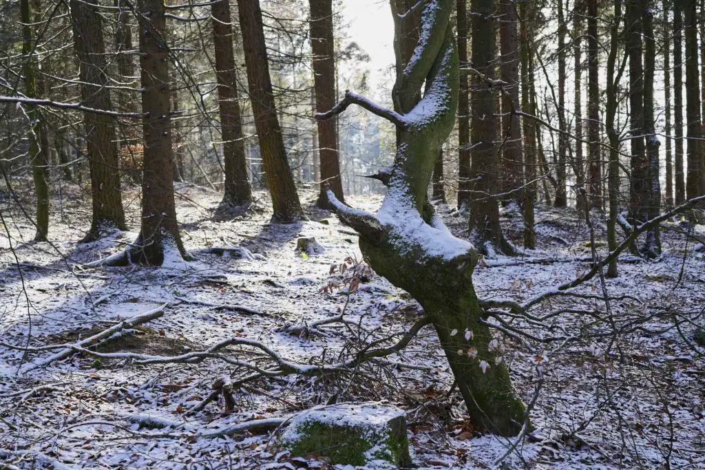 Deister in Richtung Annaturm