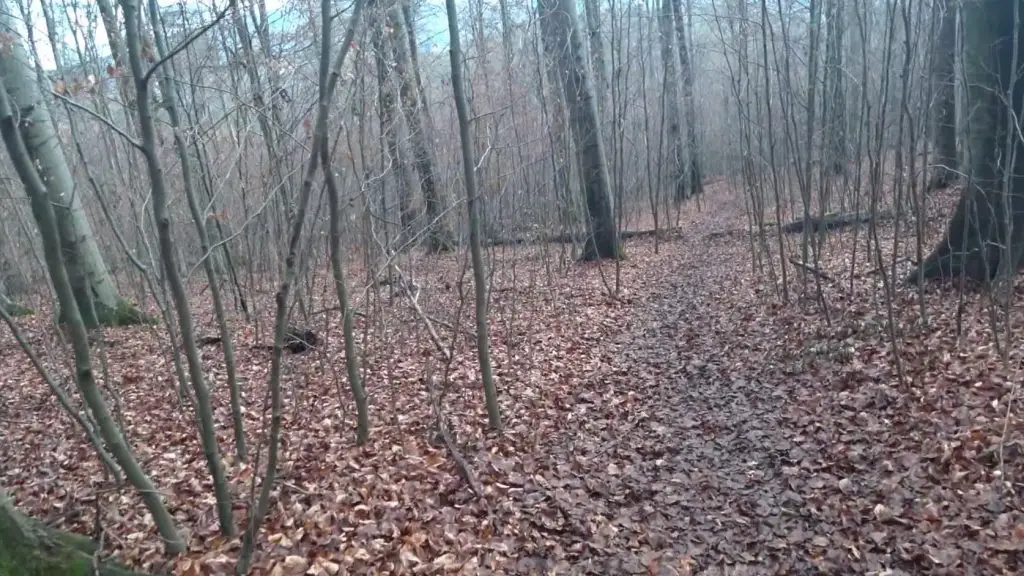 Forstweg runter vom Hohenstein