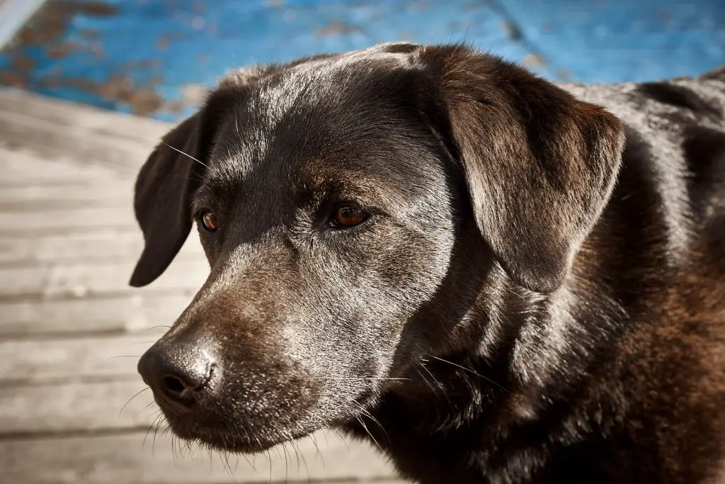 Tierportrait mit sehr enger Tiefenschärfe