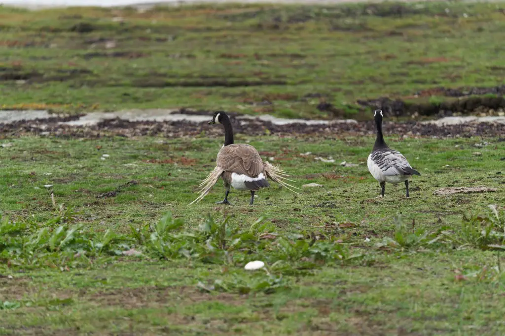 Vogelbeobachtungen an Ölands Südspitze