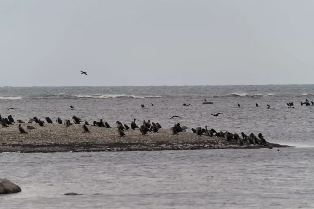 Natur rund um die Südspitze Ölands