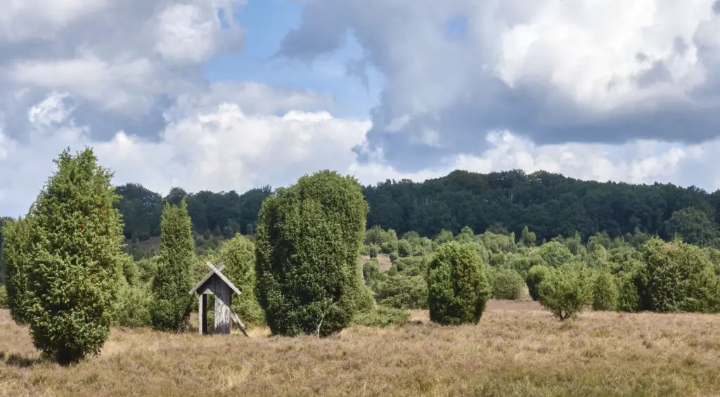 Heidelandschaft am Steingrund