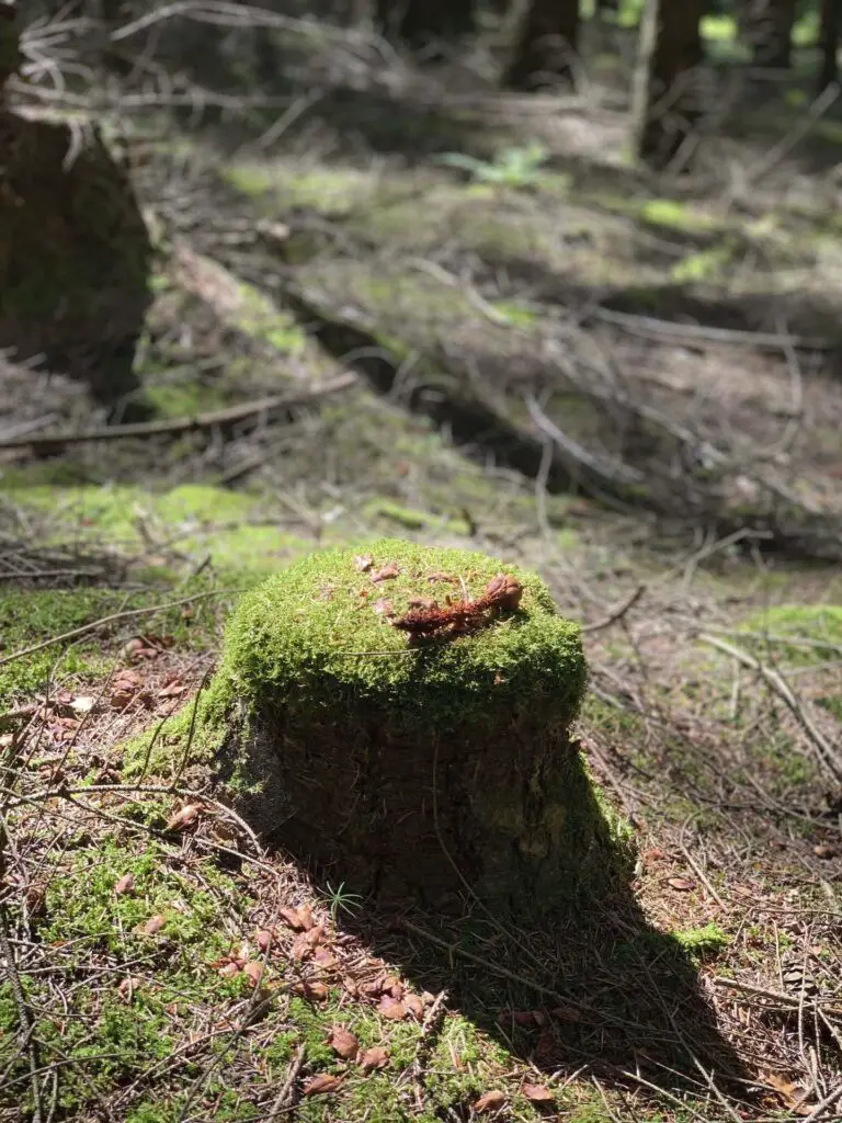 Impressionen aus der Lüneburger Heide