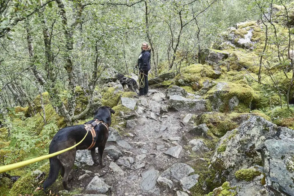 Vøringfossen abstig zum Fluß von der Straße aus