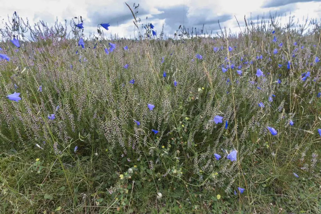 Impressionen aus der Lüneburger Heide