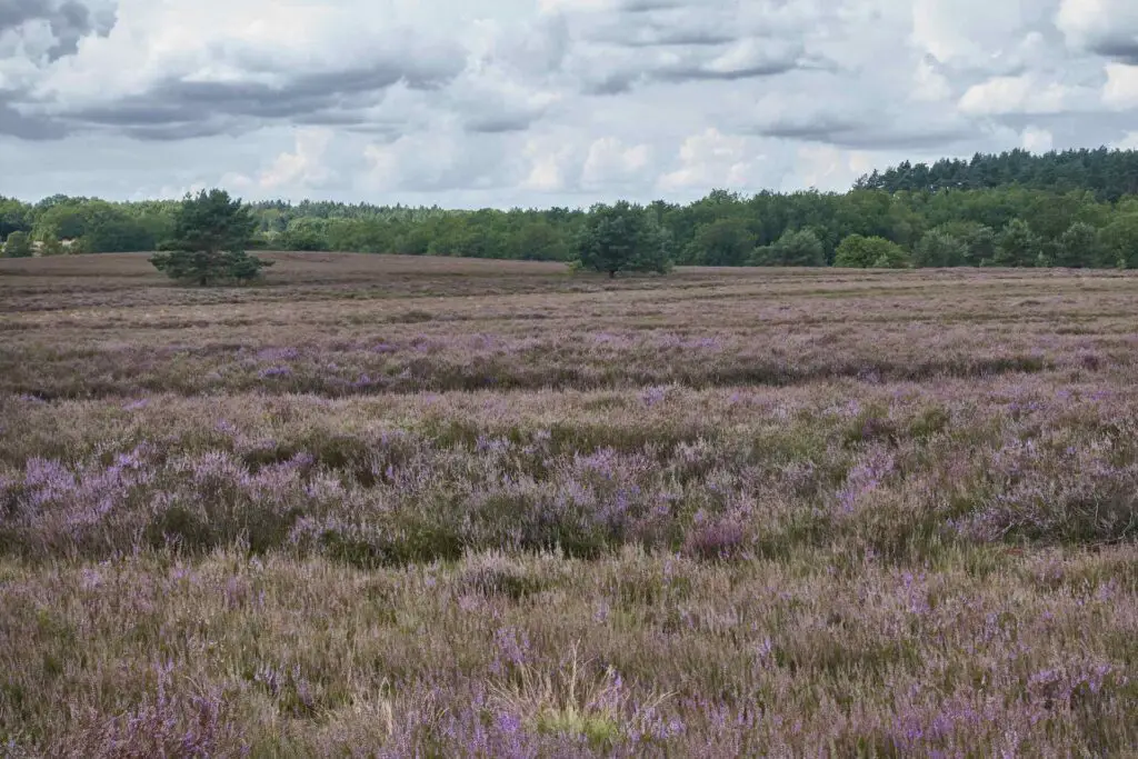 Impressionen aus der Lüneburger Heide