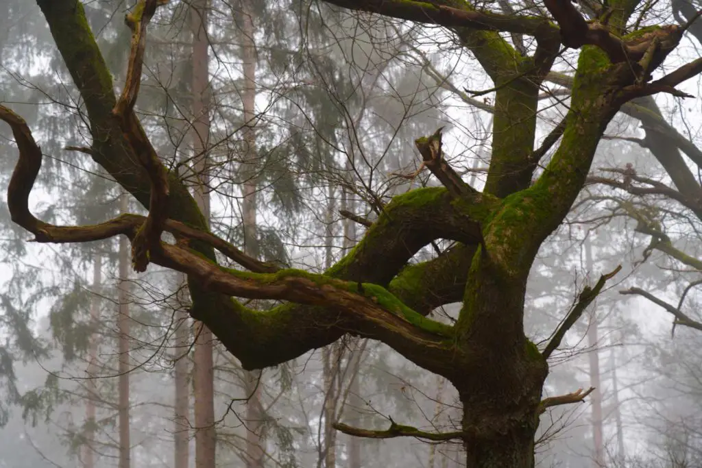 Bäume fotografieren im Nebel
