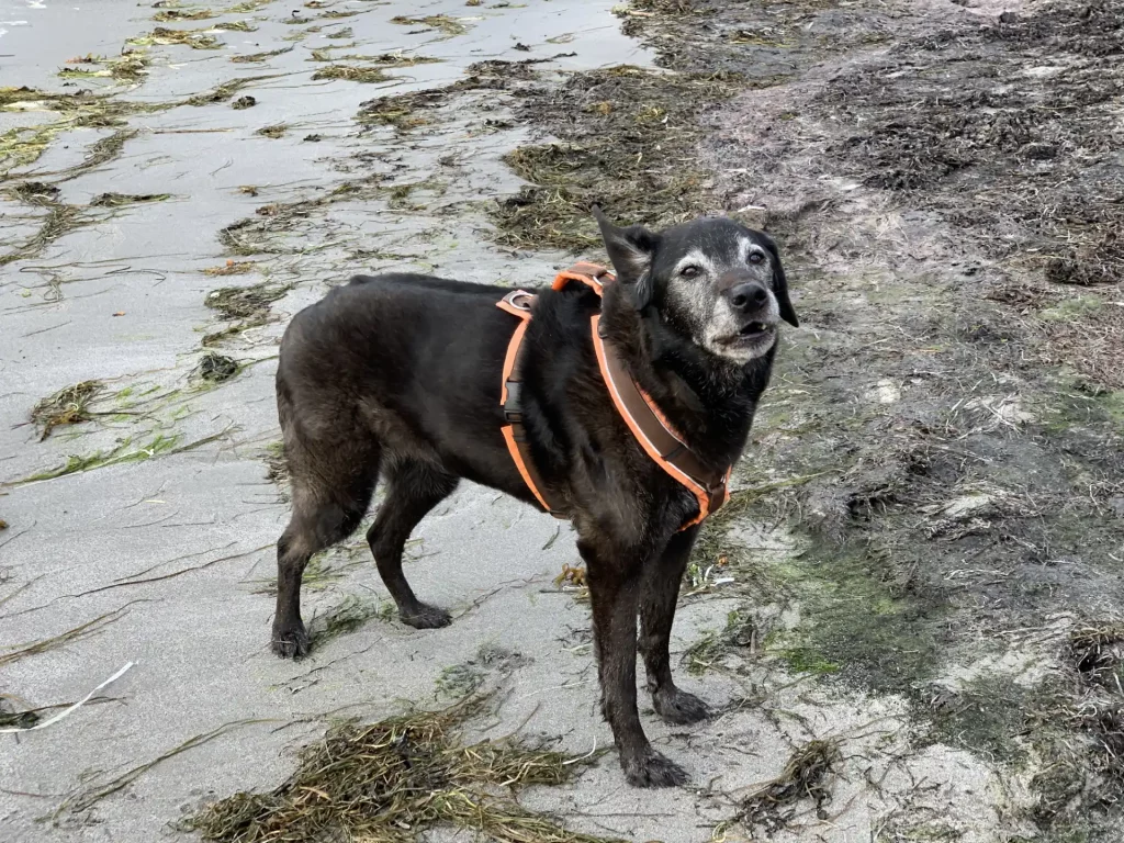 Bea am Strand von Hasslö