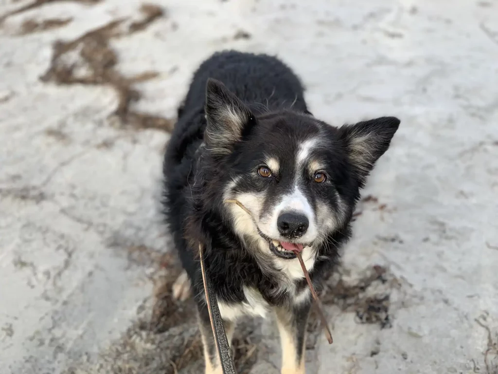 Ben am Strand von Hasslö