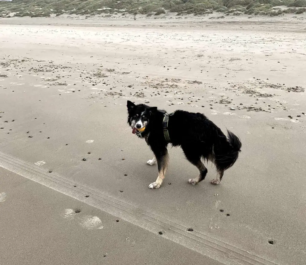 Ben spielt gerne mit seinem Ball