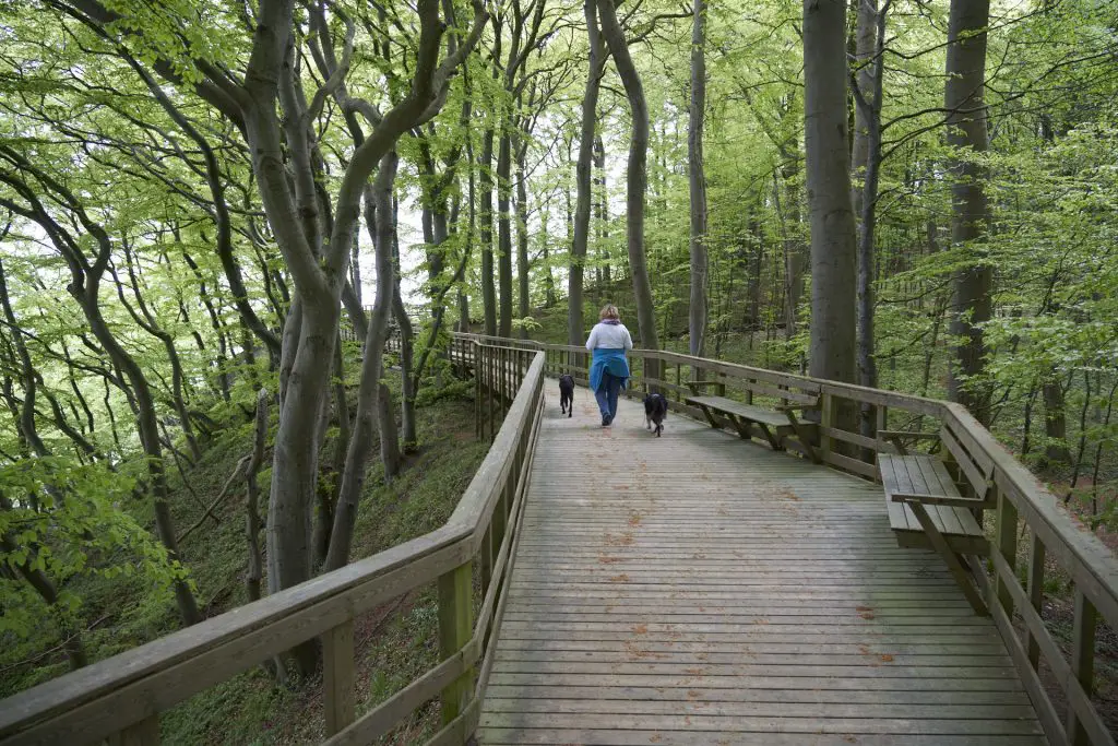 Befestigter Wanderweg durch den Wald