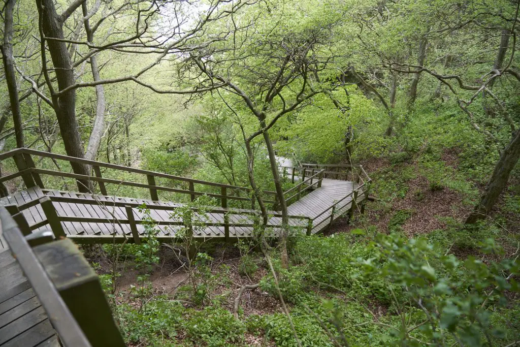 Treppen nach unten zum Strand von Møns Klint